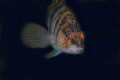   serranus cambrillacanon 5d sigma 105mm macro inon 240 type  
